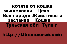 котята от кошки мышеловки › Цена ­ 10 - Все города Животные и растения » Кошки   . Тульская обл.,Тула г.